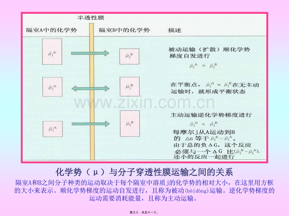 第三章-植物的矿质与氮素营养.ppt_第3页