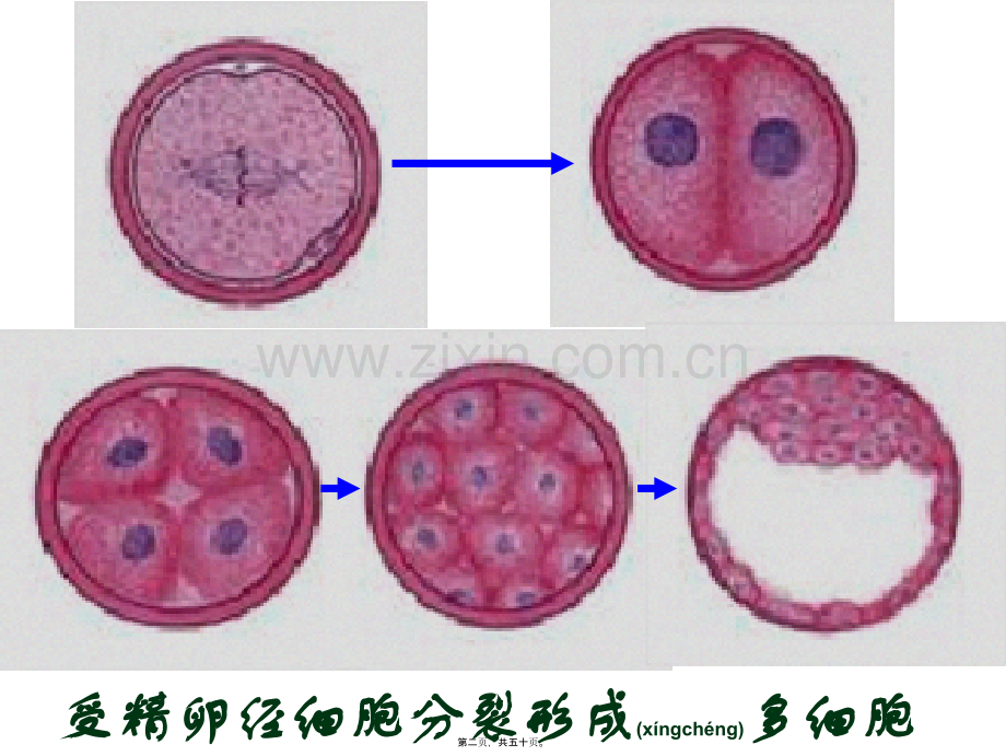 学术讨论—第二节、细胞的分化、衰老和凋亡(1).ppt_第2页