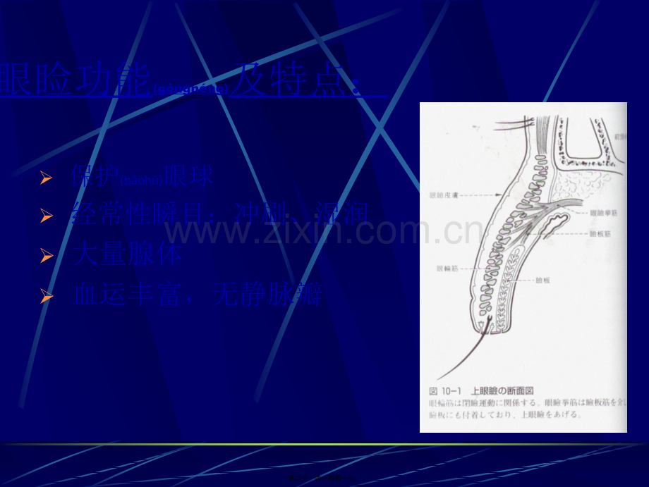 第四章：眼睑病.ppt_第2页