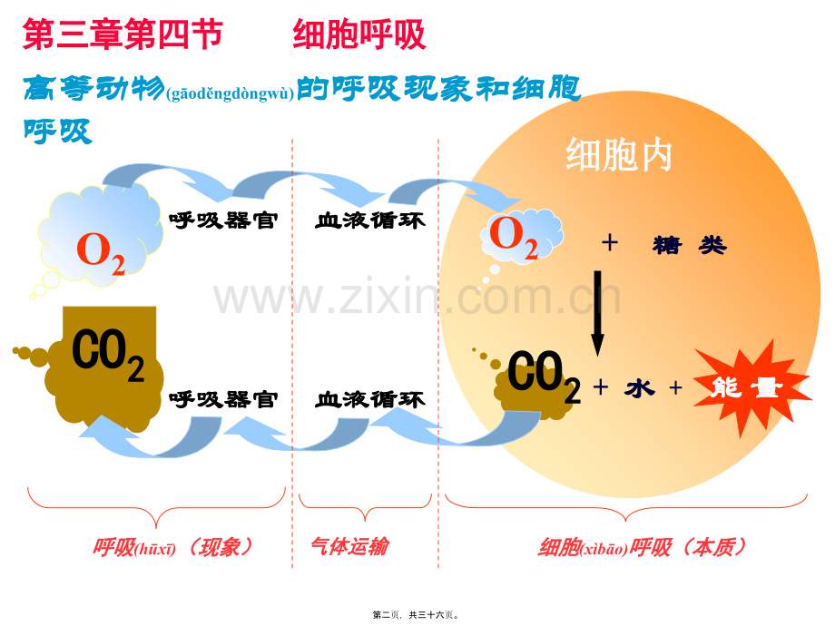 第三章第四节细胞呼吸.ppt_第2页