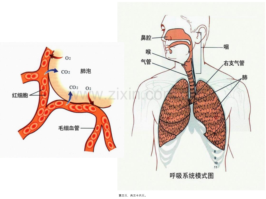 第三章第四节细胞呼吸.ppt_第3页