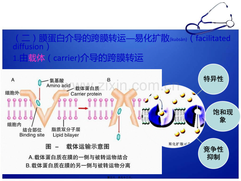 第二章-细胞的基本功能改.ppt_第3页