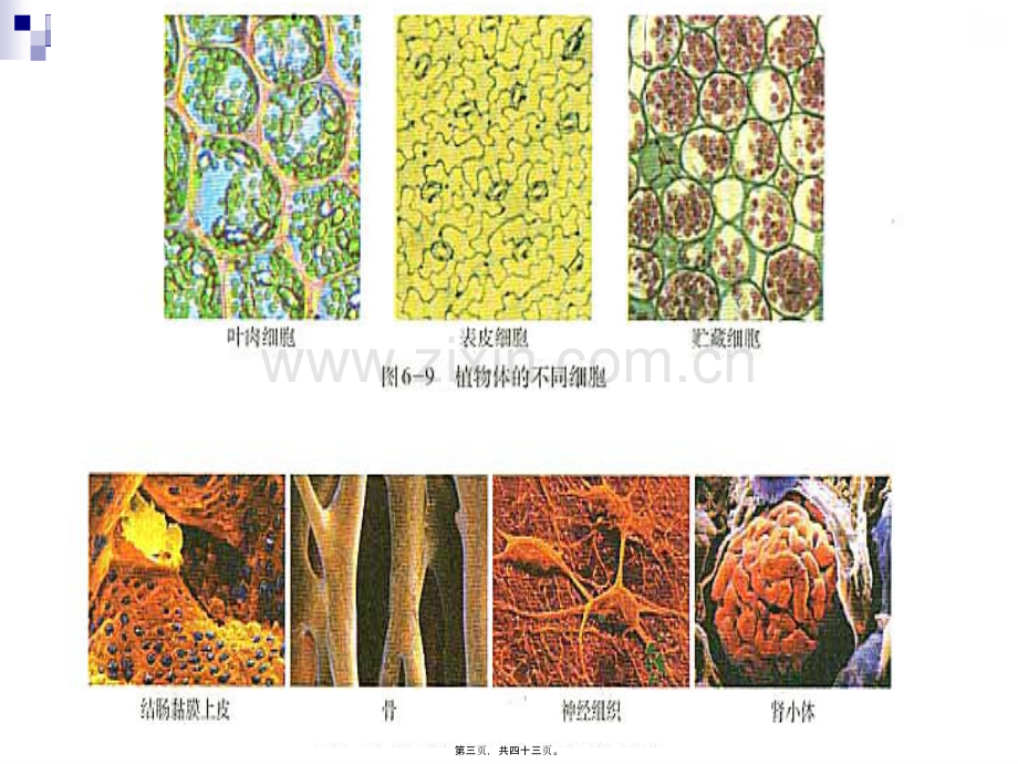 第四篇-第二节细胞分化2.ppt_第3页