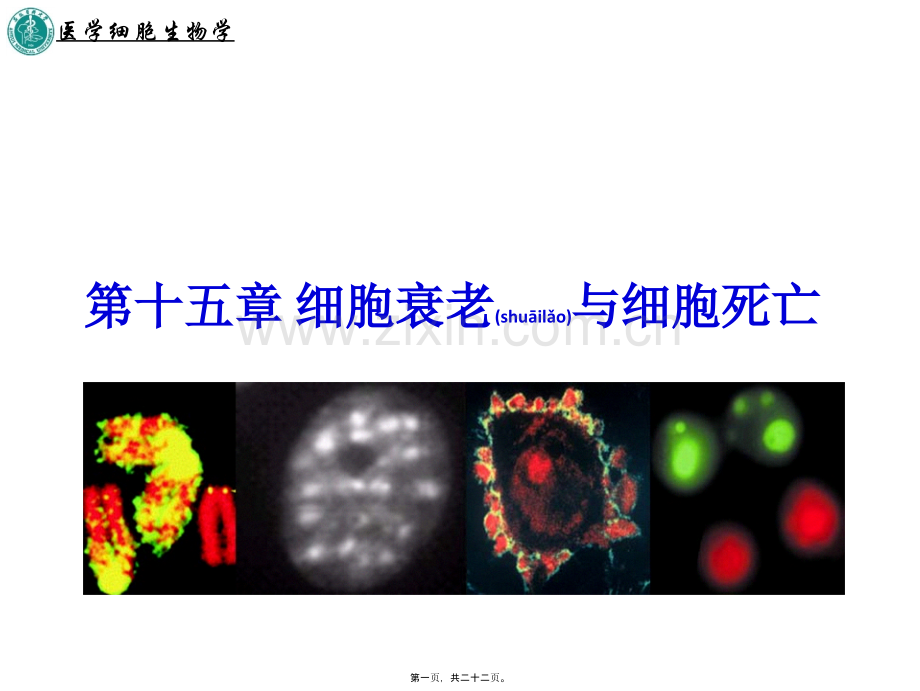 学术讨论—第十五章-细胞衰老与细胞死亡.ppt_第1页