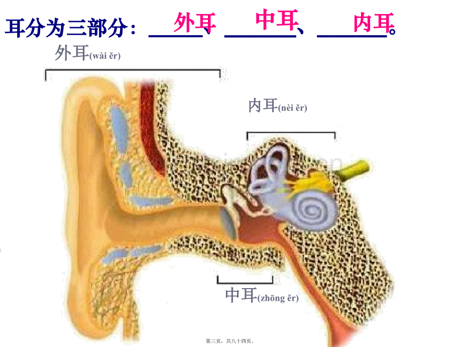 第三节耳和听觉.ppt_第3页