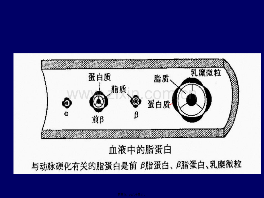 第六章3降血脂药zhiyao09.ppt_第3页