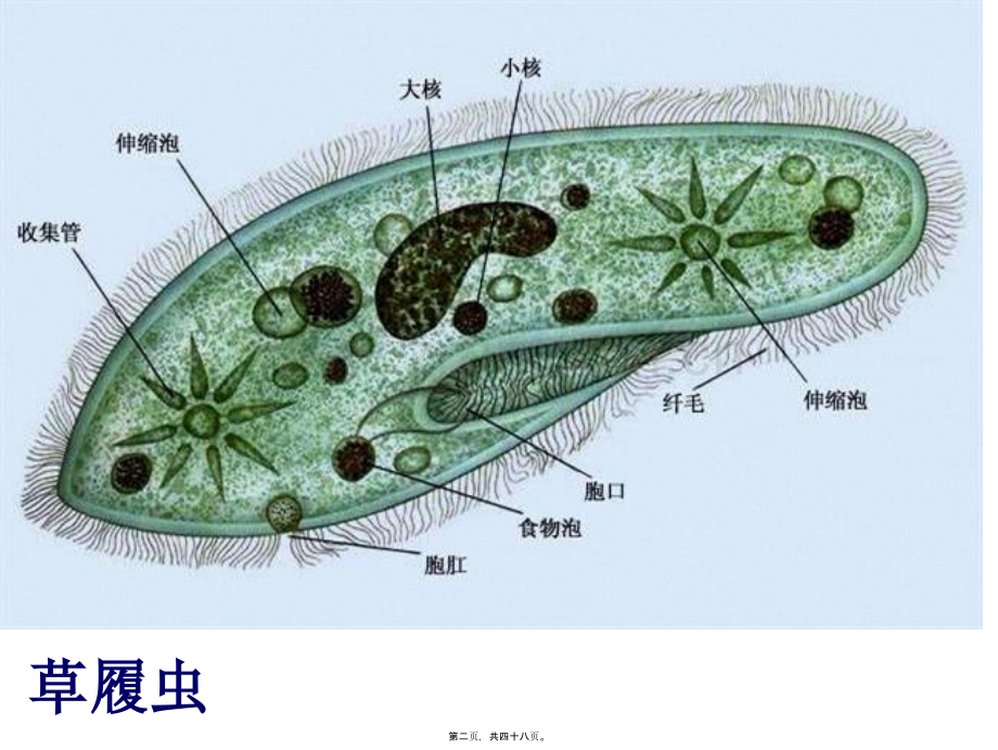 学术讨论—第二章第一节细胞概述.ppt_第2页