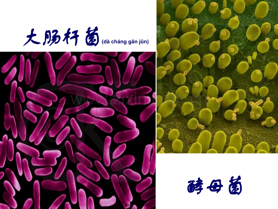 学术讨论—第二章第一节细胞概述.ppt_第3页