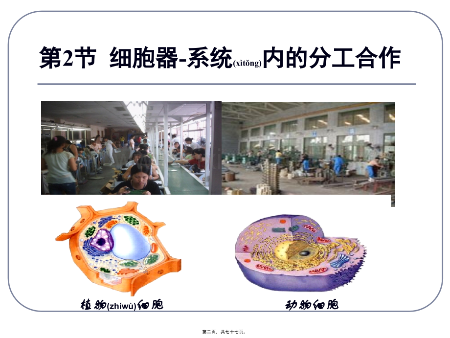 第三章第二节细胞器-系统内的分工合作(上课用).ppt_第2页