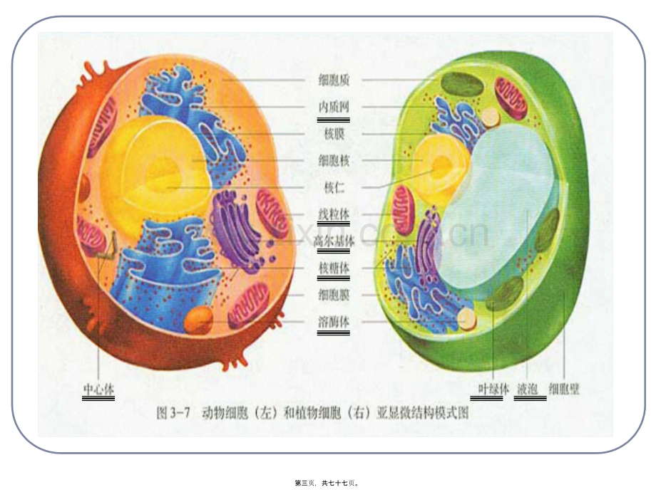 第三章第二节细胞器-系统内的分工合作(上课用).ppt_第3页