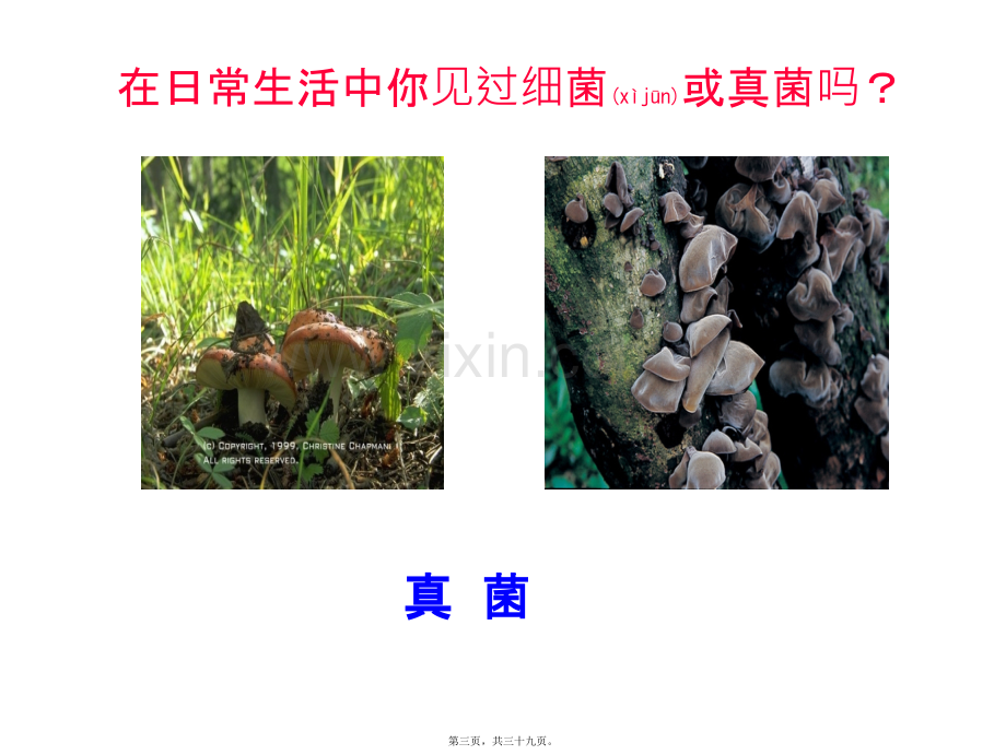 第四章-第一节-细菌和真菌的分布.ppt_第3页