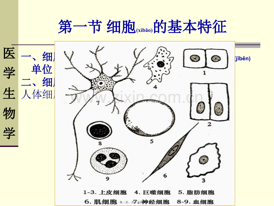 第三章--生命的基本单位——细胞.讲述.ppt_第2页