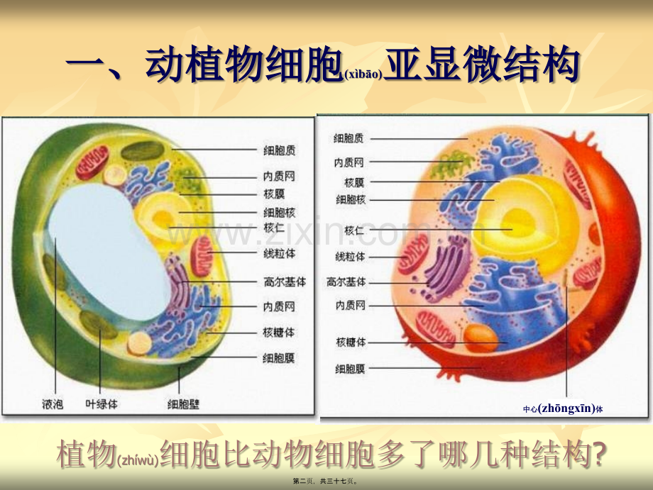 第二节-细胞器——系统内的分工合作.ppt_第2页