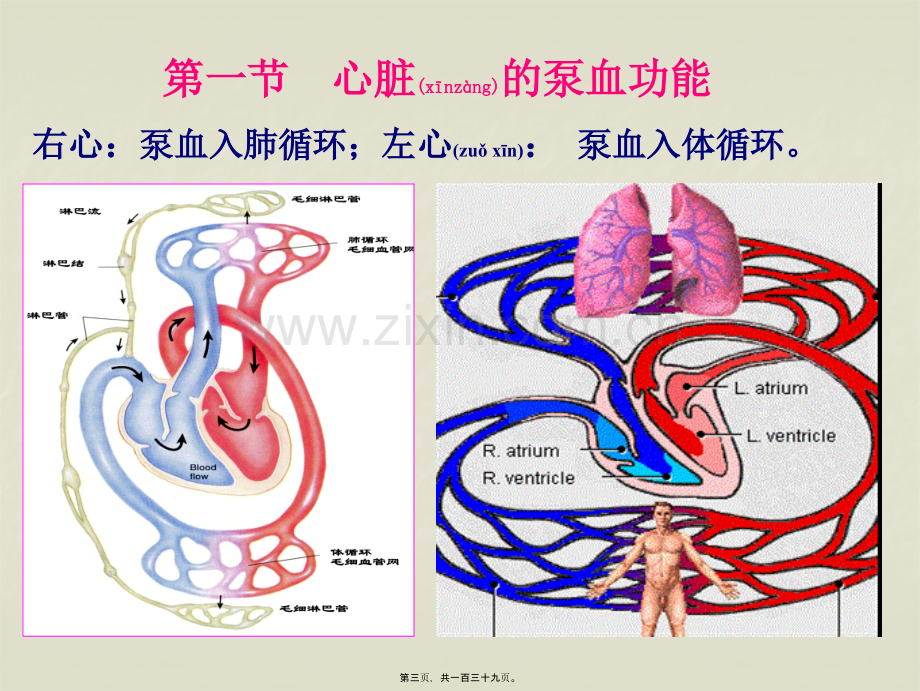 第四章-血液循环.ppt_第3页