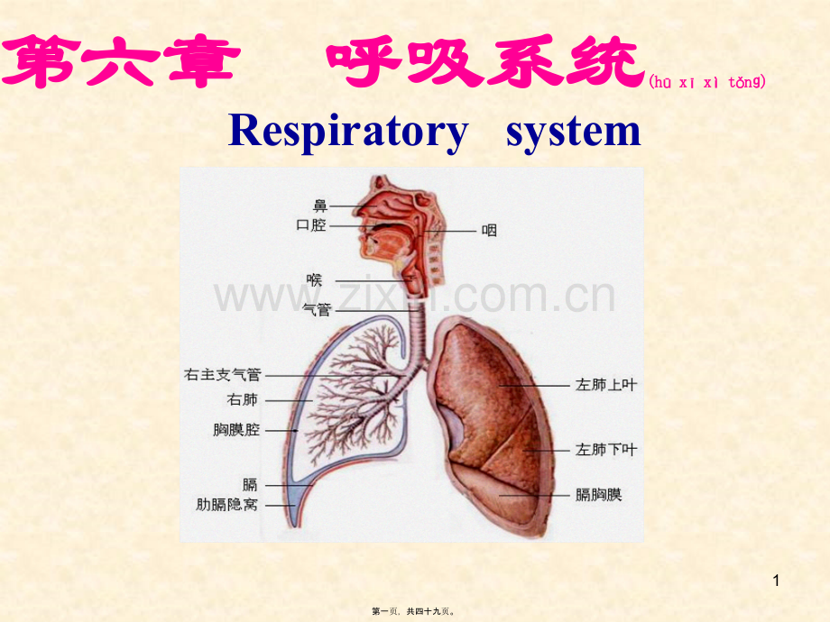 第六章呼吸系统(新).ppt_第1页