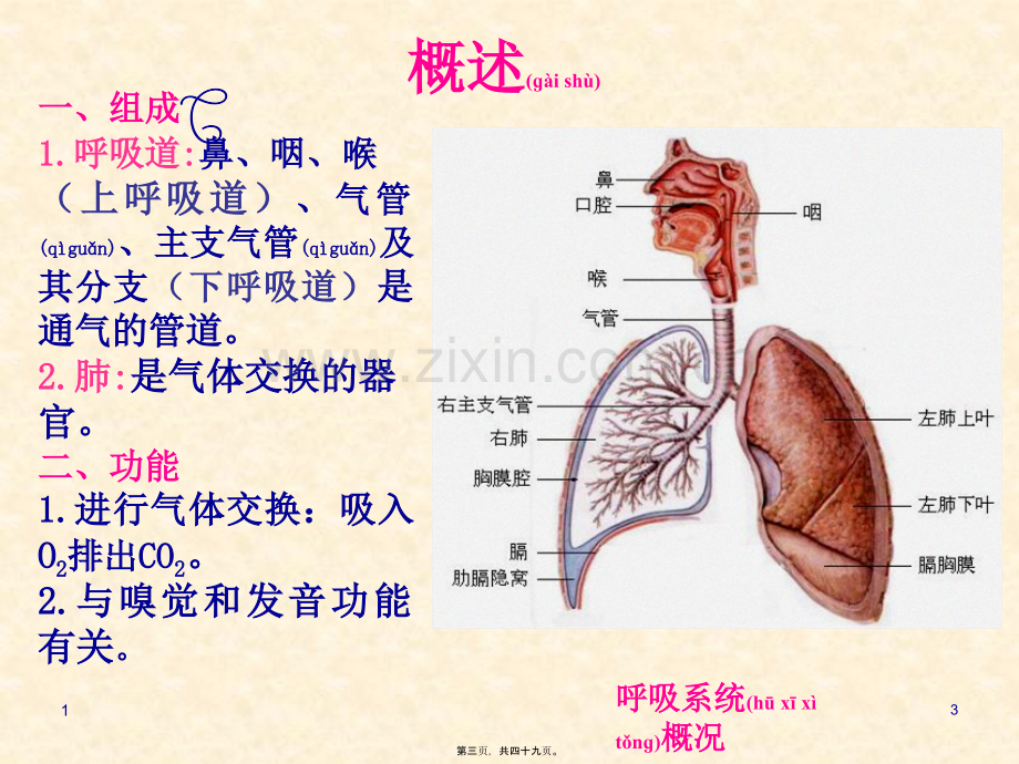 第六章呼吸系统(新).ppt_第3页