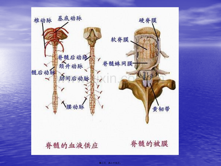 第五篇之第十九章脑和脊髓的被膜血管及脑脊液.ppt_第2页