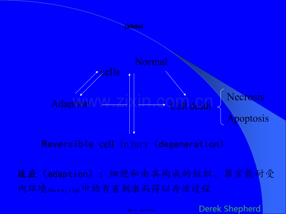 第二章-细胞、组织的适应与损伤.ppt_第1页