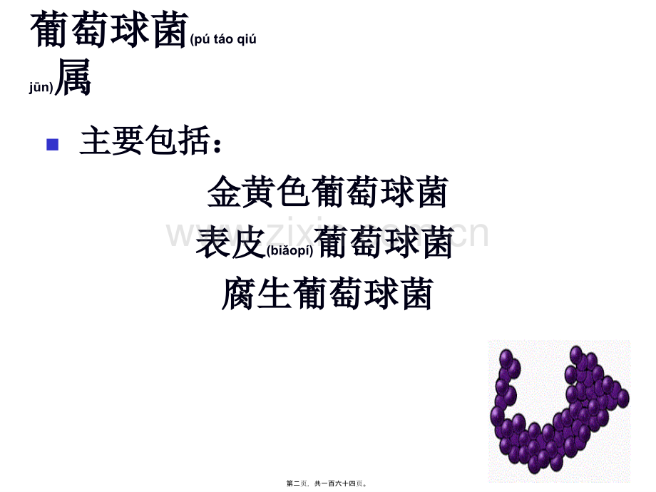 学术讨论—第八章常见致病细菌.ppt_第2页