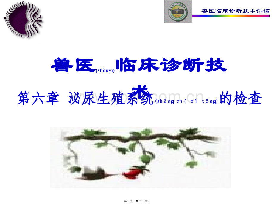 第六章泌尿生殖系统的检查教程.ppt_第1页