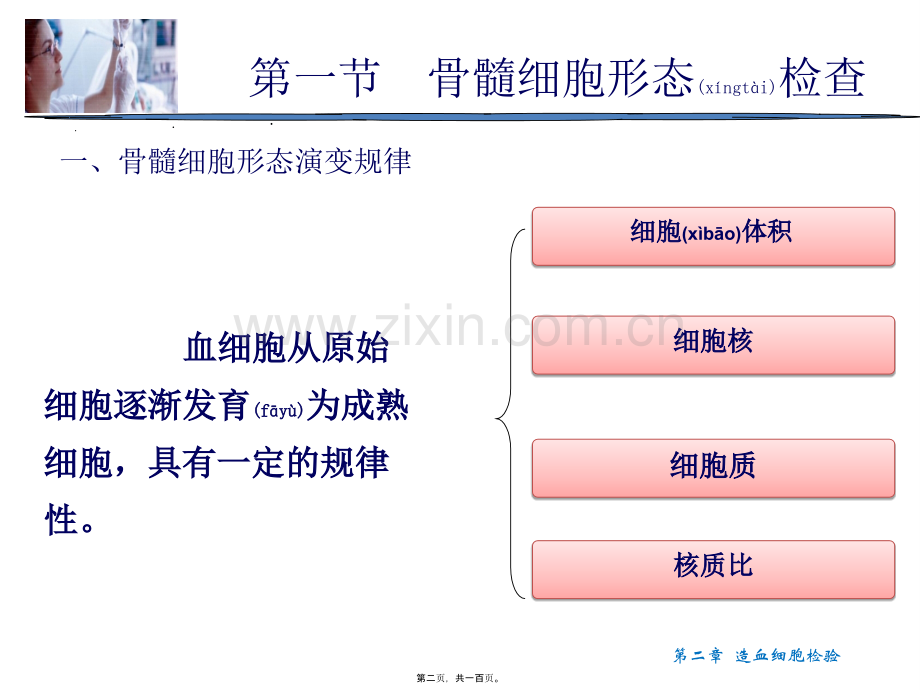 第二章-造血细胞检验.ppt_第2页