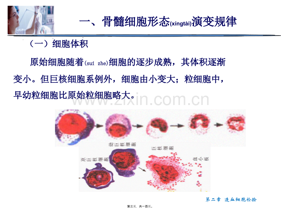 第二章-造血细胞检验.ppt_第3页