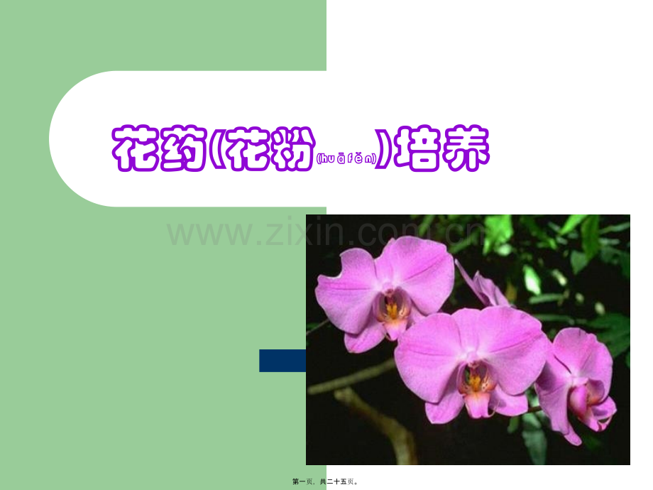 第六讲(3)花药(花粉)培养技术.ppt_第1页