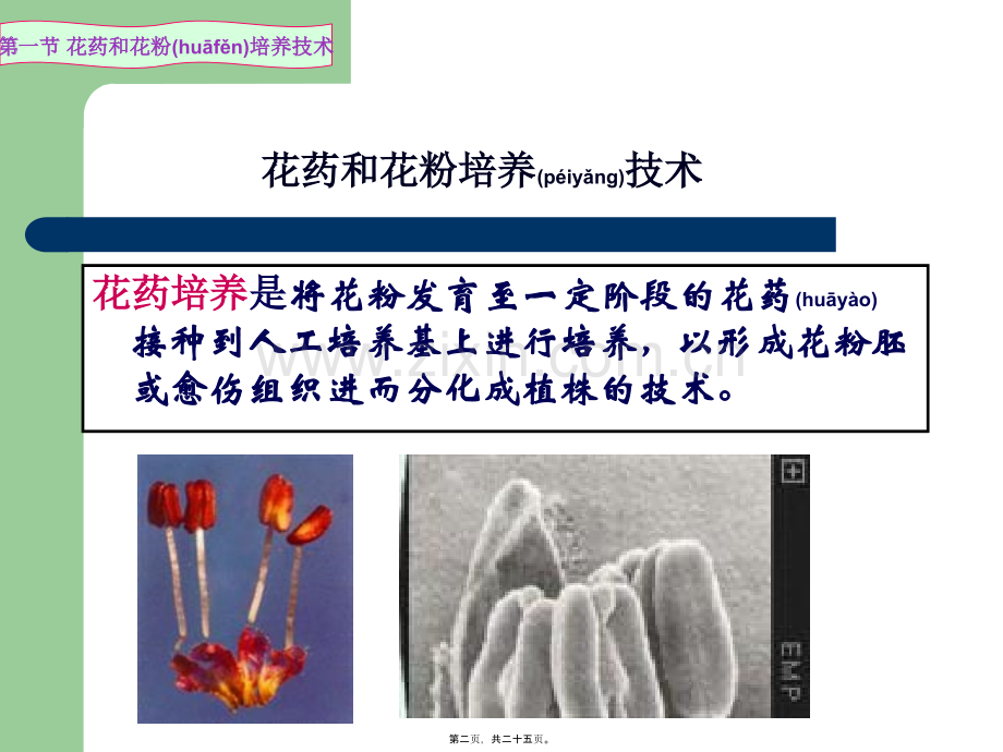 第六讲(3)花药(花粉)培养技术.ppt_第2页