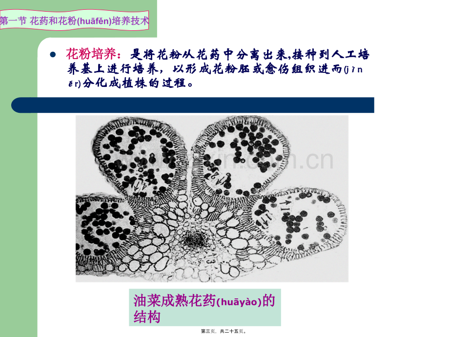 第六讲(3)花药(花粉)培养技术.ppt_第3页