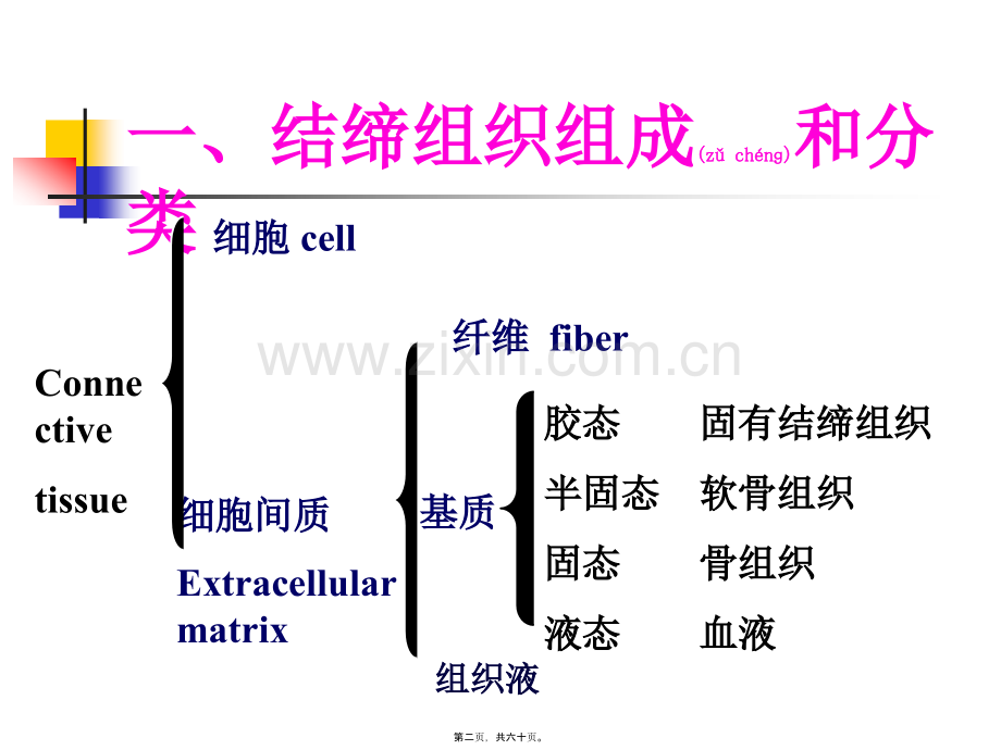 结缔组织、软骨和骨.ppt_第2页