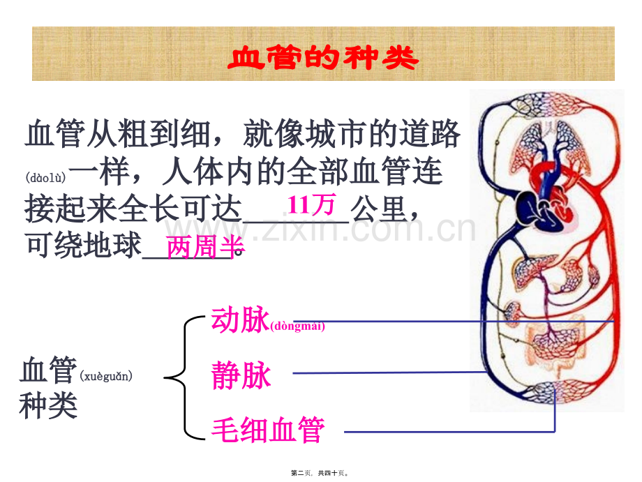 第二节-血流的管道—血管(新人教版).ppt_第2页