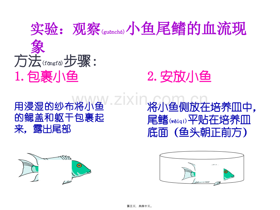 第二节-血流的管道—血管(新人教版).ppt_第3页