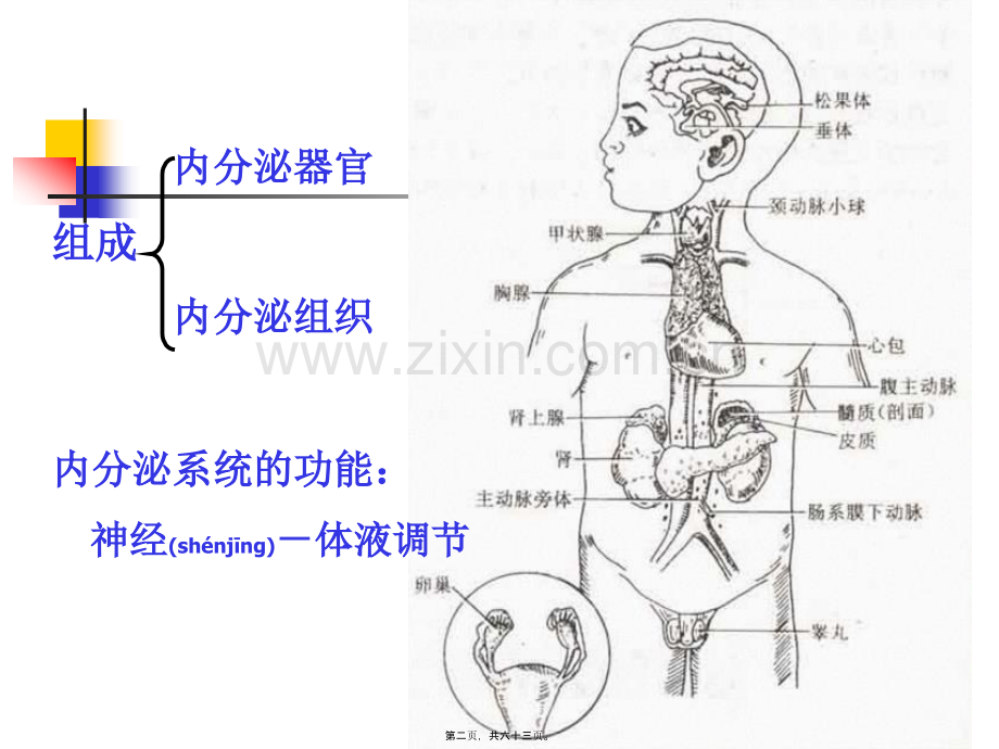 第十三章-内分泌系统.ppt_第2页