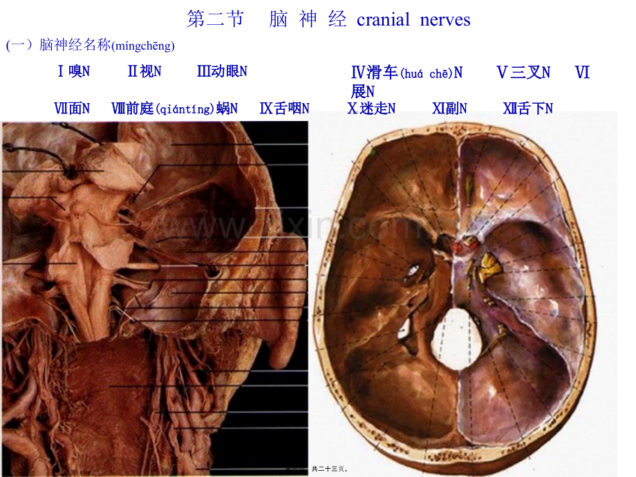 第二节脑神经cranialnerves.ppt_第1页