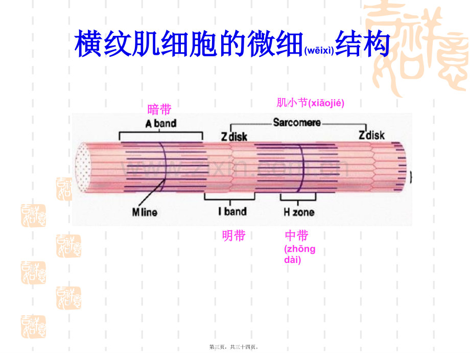 第十节肌肉毒剂.ppt_第3页