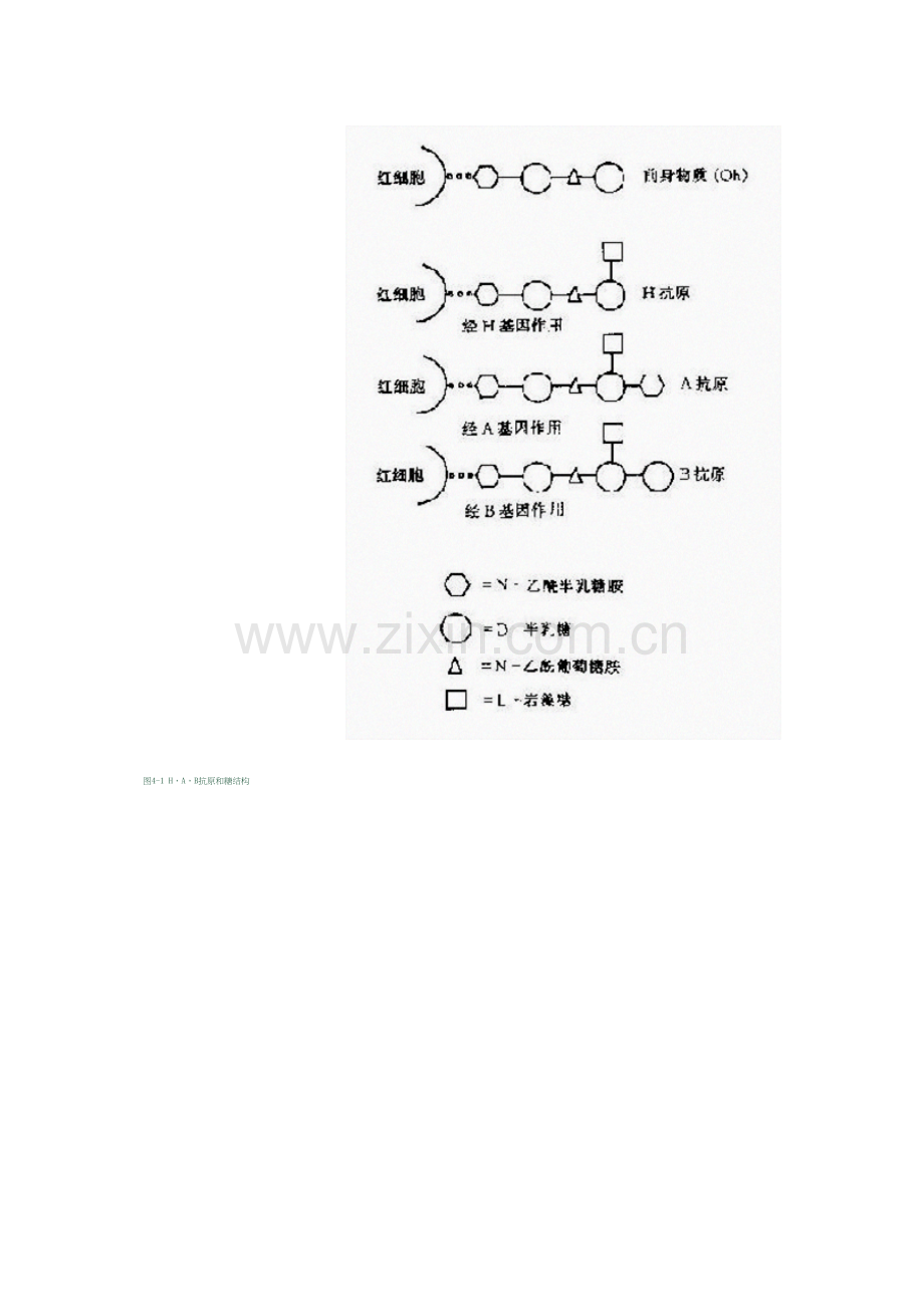 第四章-血型与输血.docx_第3页