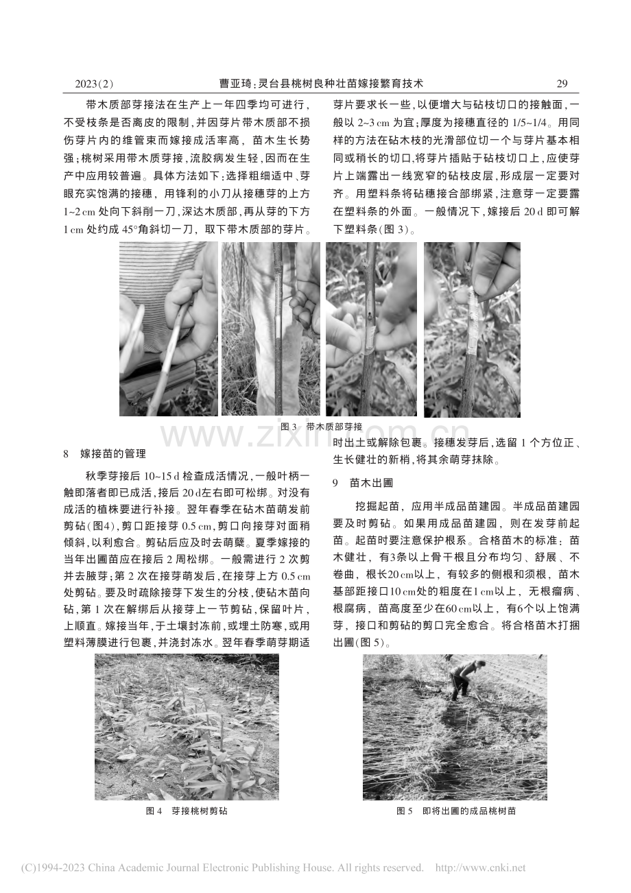 灵台县桃树良种壮苗嫁接繁育技术_曹亚琦.pdf_第3页