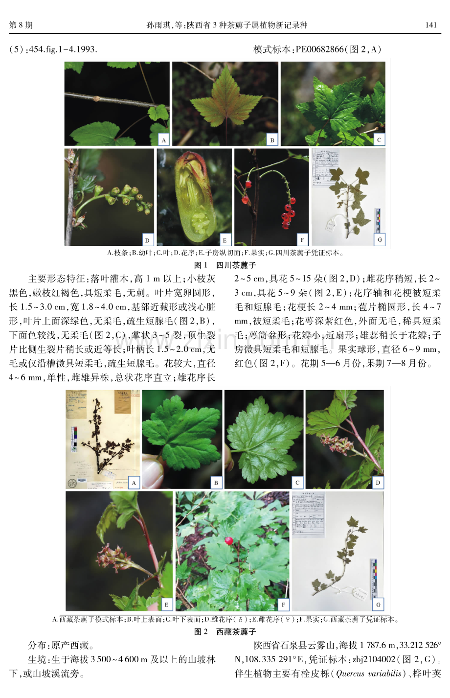 陕西省3种茶藨子属植物新记录种.pdf_第2页