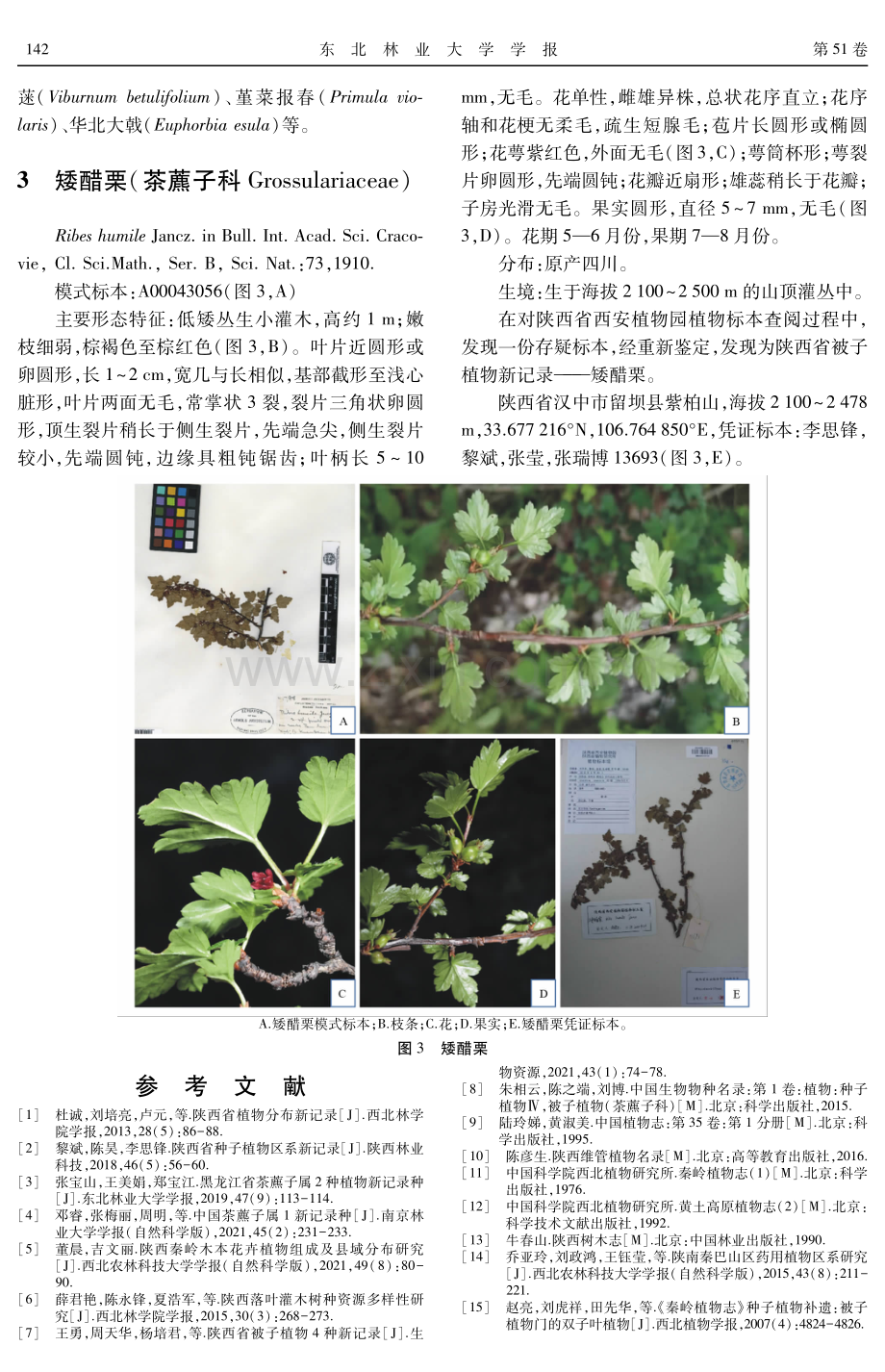 陕西省3种茶藨子属植物新记录种.pdf_第3页