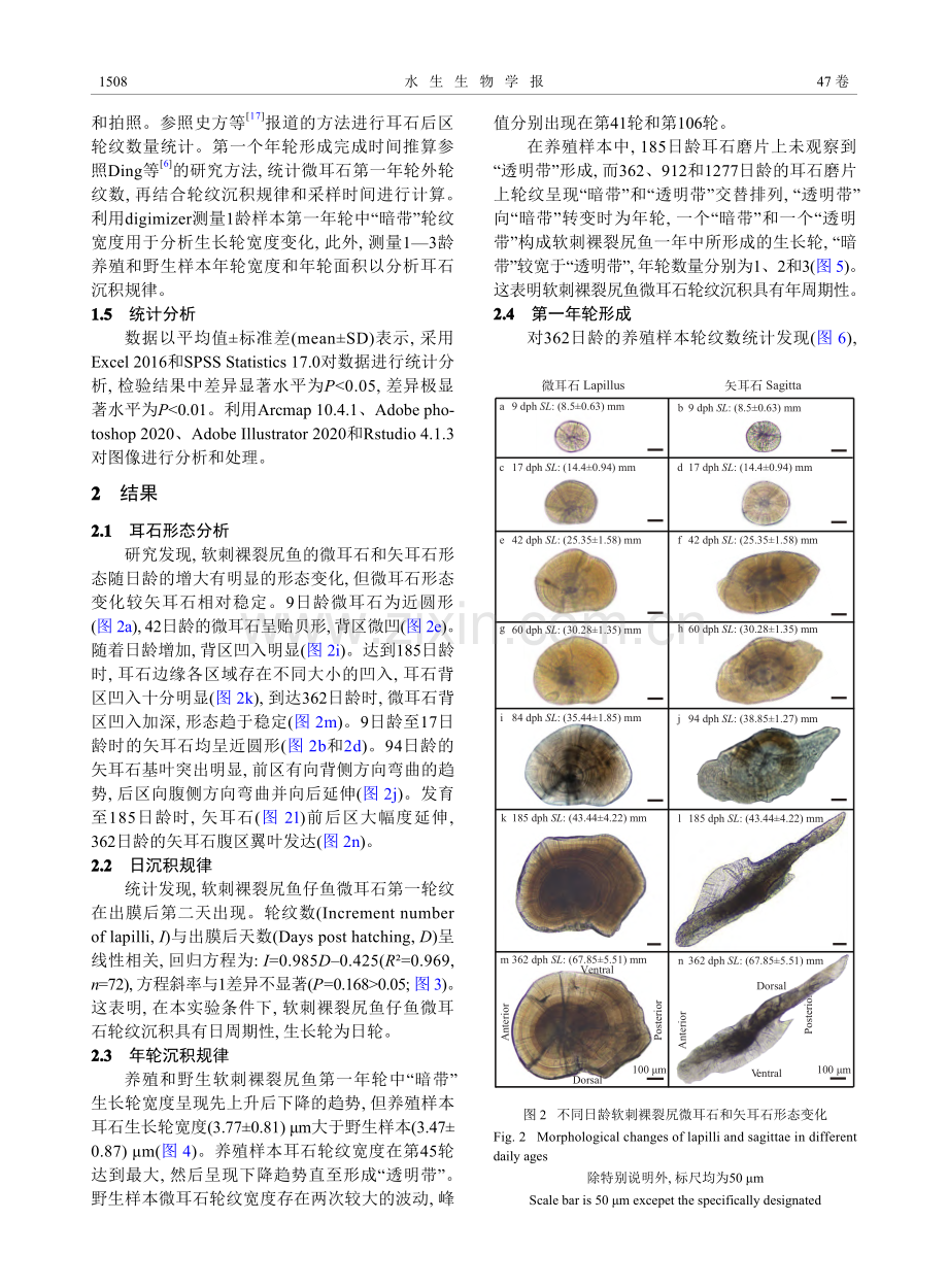 软刺裸裂尻鱼耳石日轮及年轮沉积规律研究_严太明.pdf_第3页