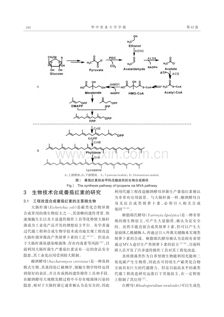 生物技术合成番茄红素的研究进展_石彬.pdf_第3页