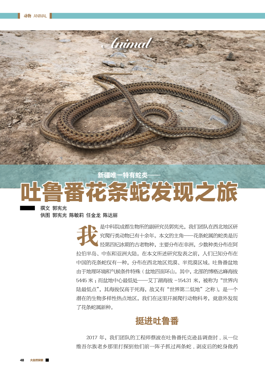 新疆唯一特有蛇类——吐鲁番花条蛇发现之旅.pdf_第1页