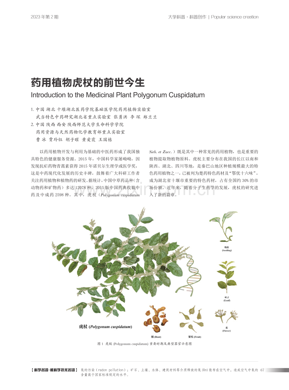 药用植物虎杖的前世今生.pdf_第1页