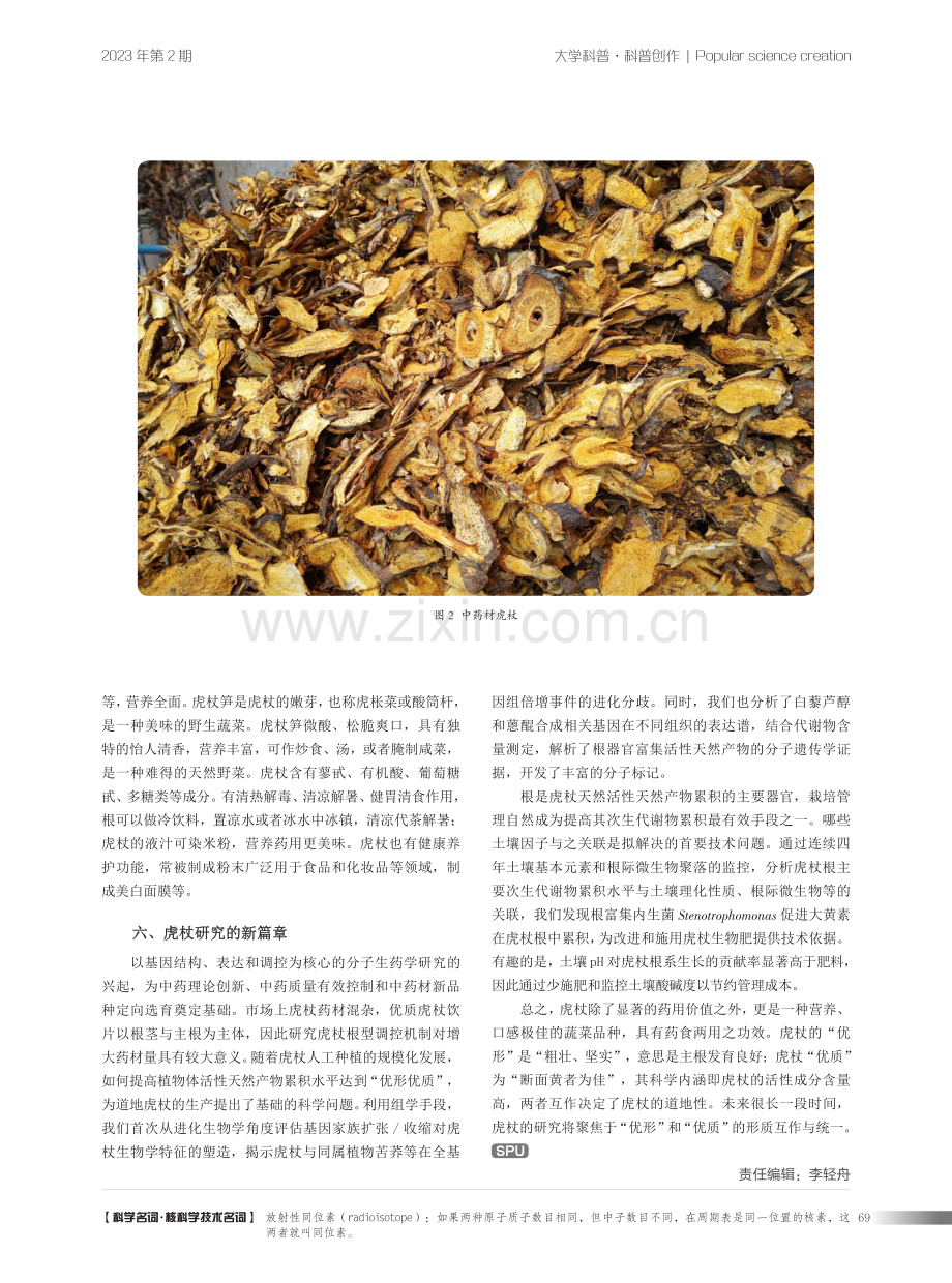 药用植物虎杖的前世今生.pdf_第3页