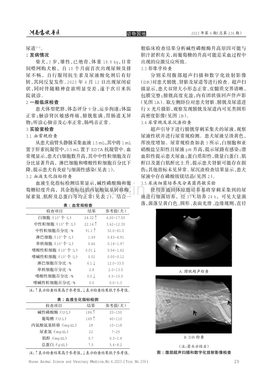 一例伪中间葡萄球菌引起的犬尿石症的诊疗.pdf_第2页