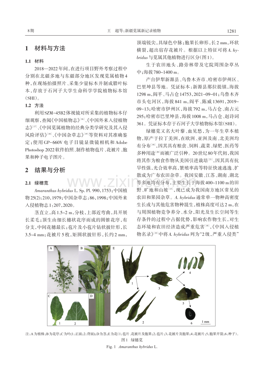 新疆苋属新记录植物.pdf_第2页