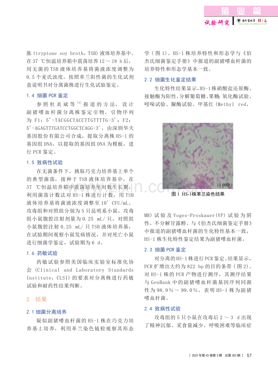 仔猪副猪嗜血杆菌的分离鉴定及耐药性检测_张新慧.pdf_第2页