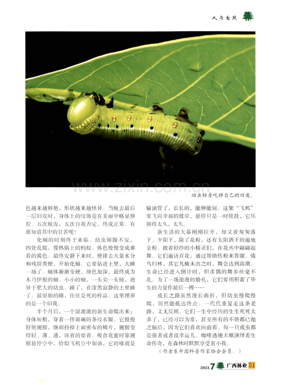 幼虫出卵看蜕变.pdf_第3页