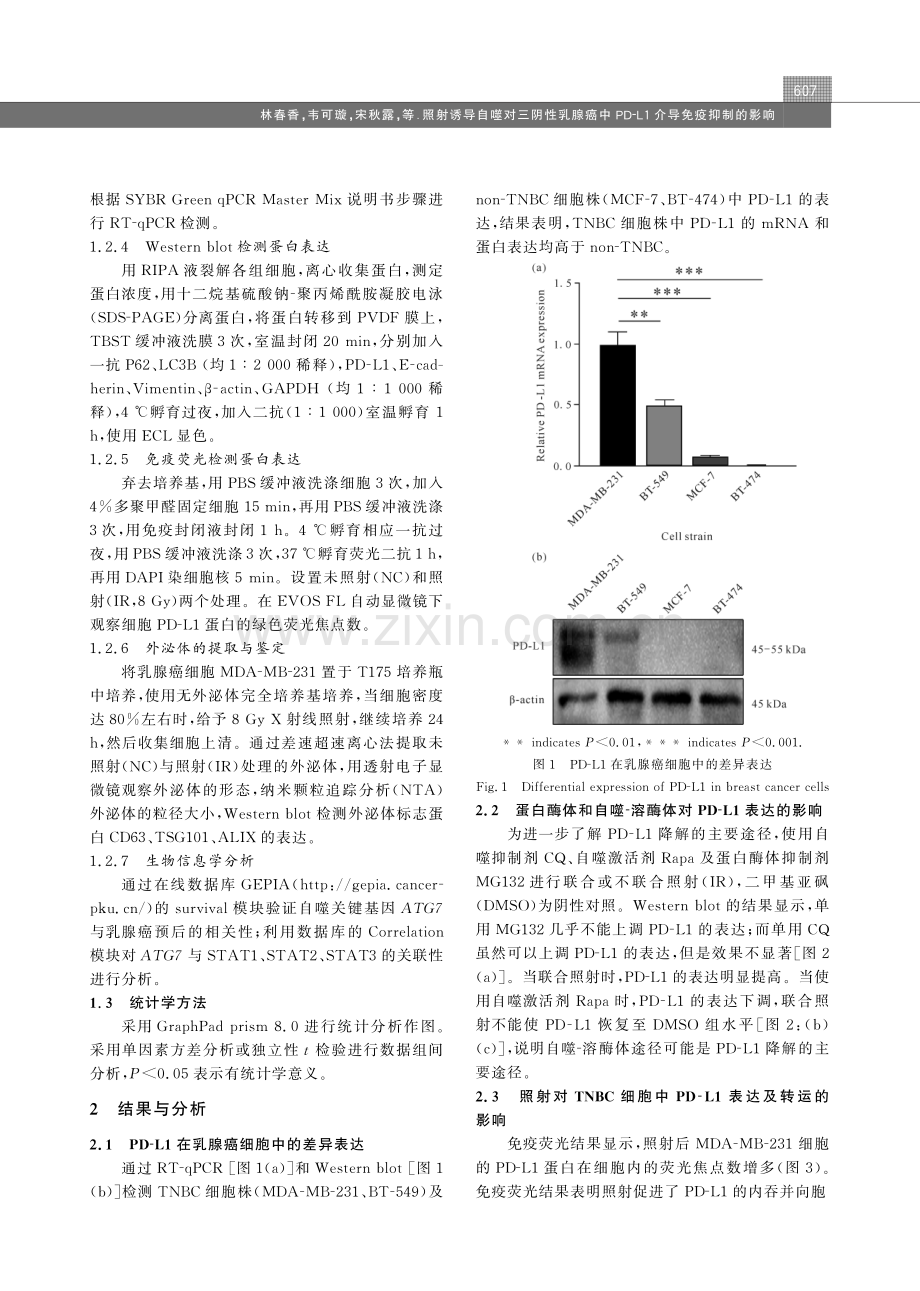 照射诱导自噬对三阴性乳腺癌中PD-L1介导免疫抑制的影响.pdf_第3页