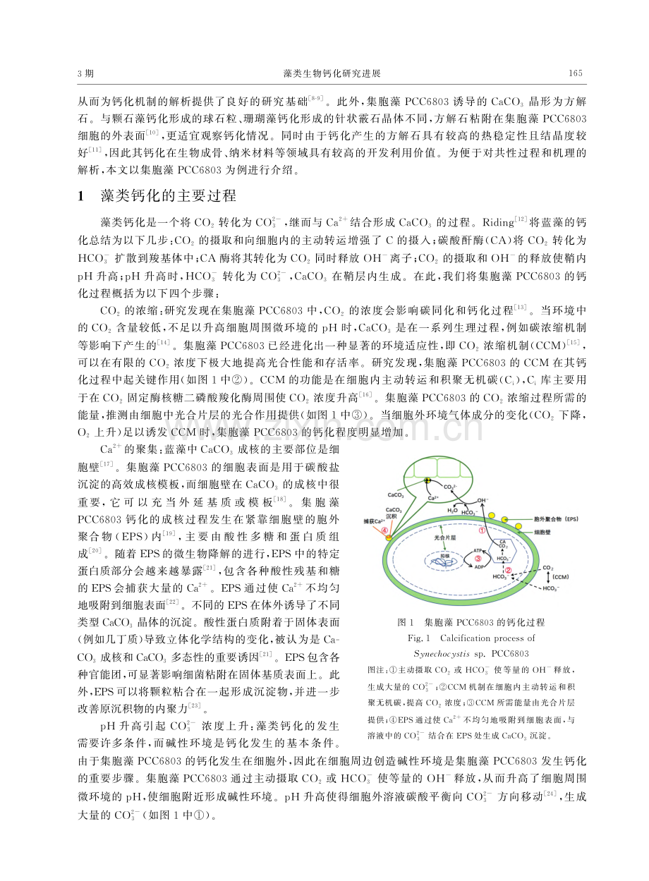 藻类生物钙化研究进展_孙林.pdf_第2页